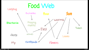 Food web
